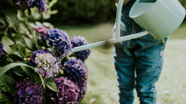 A person waters a purple hydrangea shrub with a watering can.