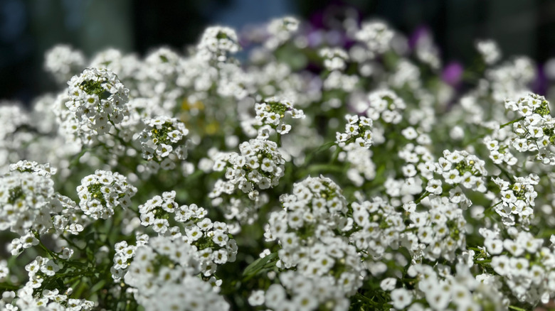 A mat of blooming white alyssum flowers