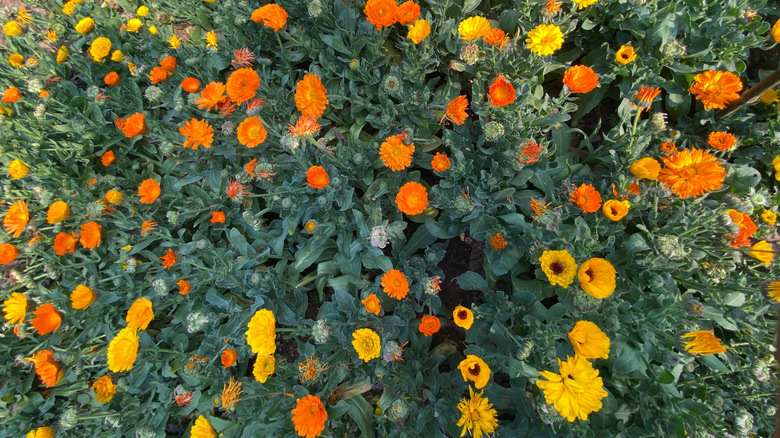Yellow and orange calendula blooming against green leaves