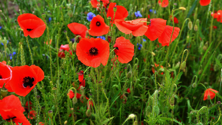 Red poppies in a green field accompanied by small blue flowers