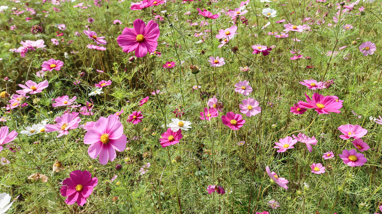 Cosmos in shades of pink blooming in a green field