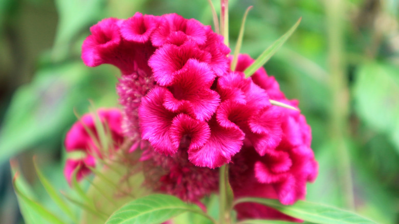 A bright pink crested cockscomb flower