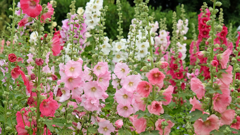 Hollyhock flowers in shades of pink and white
