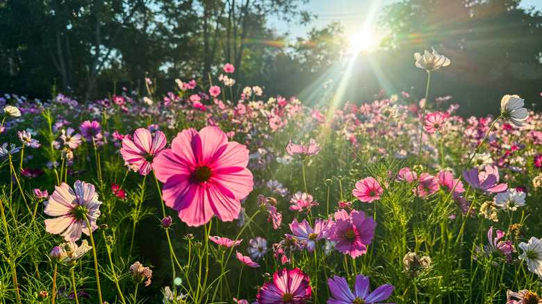 Sun shining over a field of pink and white cosmos