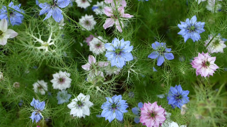 Blue and purple love-in-a-mist blooming among thin green leaves