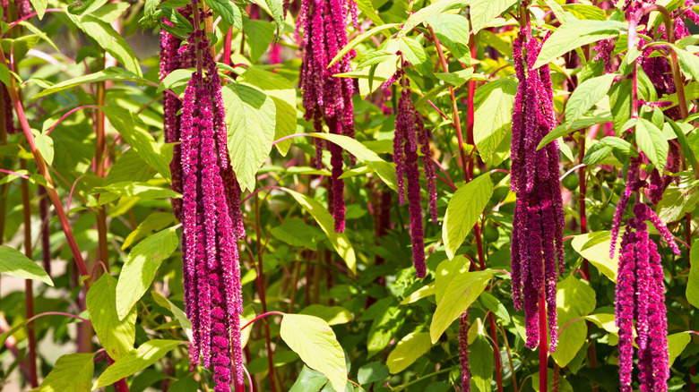 Fuchsia love-lies-bleeding flowers dangling amid green leaves