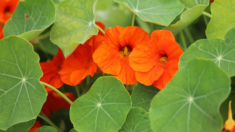 Orange nasturtiums surrounded by round green leaves