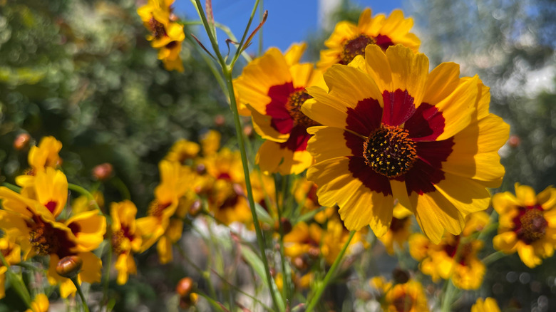 Yellow and red plains coreopsis blooming