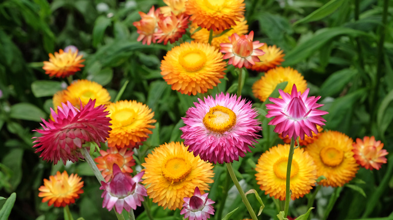 Yellow, orange, and pink strawflower on a background of green leaves