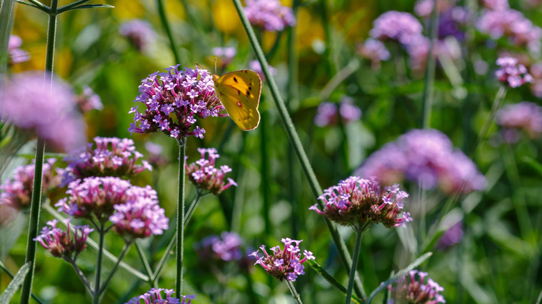 A yellow butterfly on a purple tall verbena flower