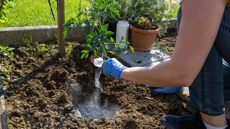 Woman adds fertilizer to hole before planting a tomato plant.