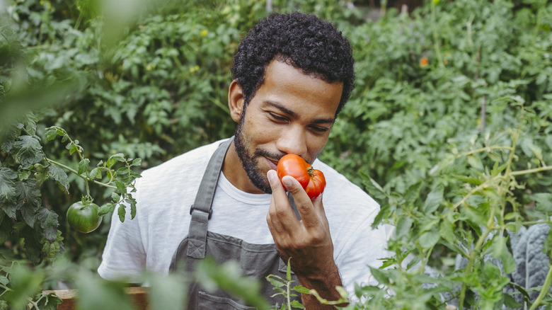 Gardner smells a freshly picked tomato from his garden.