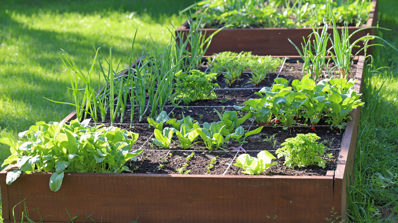 Vegetables grow in divided sections in a raised flower bed.