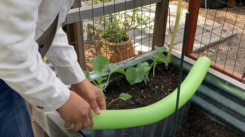 A woman installs a green pool noodle on one edge of her container garden.