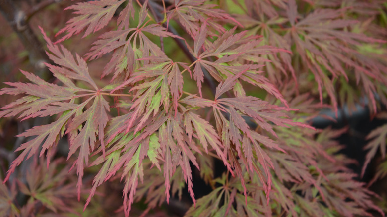The feathery leaves of a Japanese maple tree are deep red tinged with lime green.