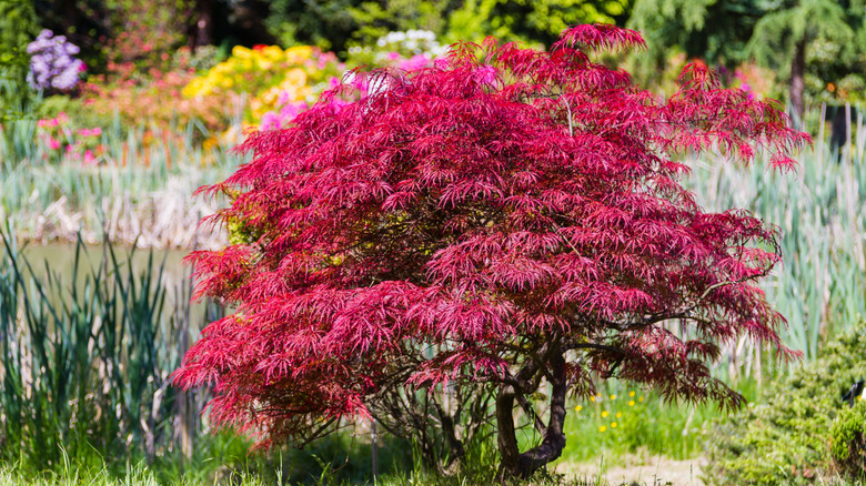 A short maple tree with bright red lace-like leaves is in the foreground, with a pond, tall grasses, and colorful flowers in the background.