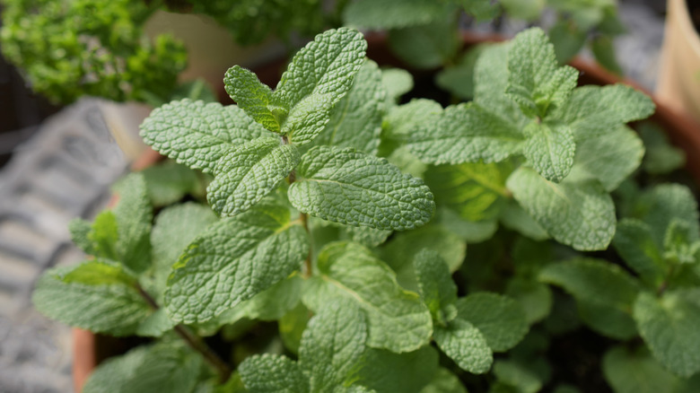 A pot of mint thrives outdoors in a garden.