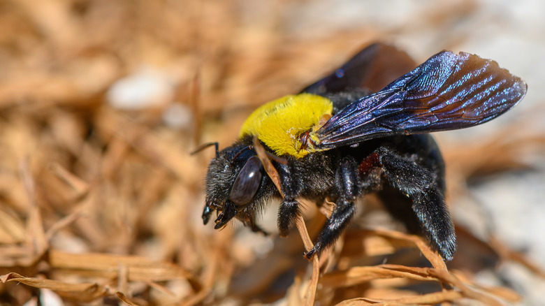 A carpenter bee rests on wood chips.