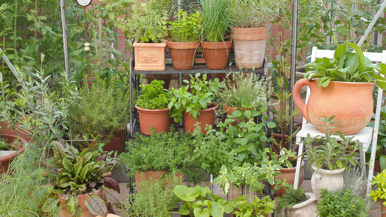 A container garden of herbs flourishes in a yard.