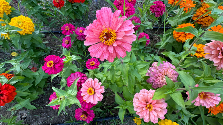 Colorful dahlias and zinnias bloom together in the garden.