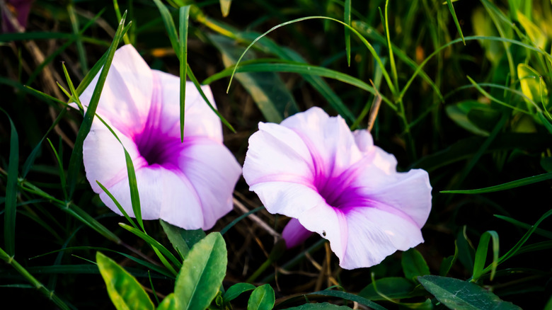 Close up of two pink and purple blooms of a beach moonflower.