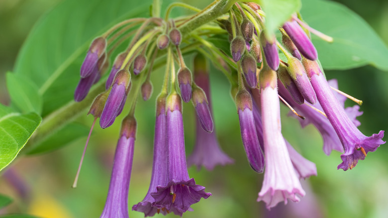 A bunch of purple tubular angel's trumpet flowers.