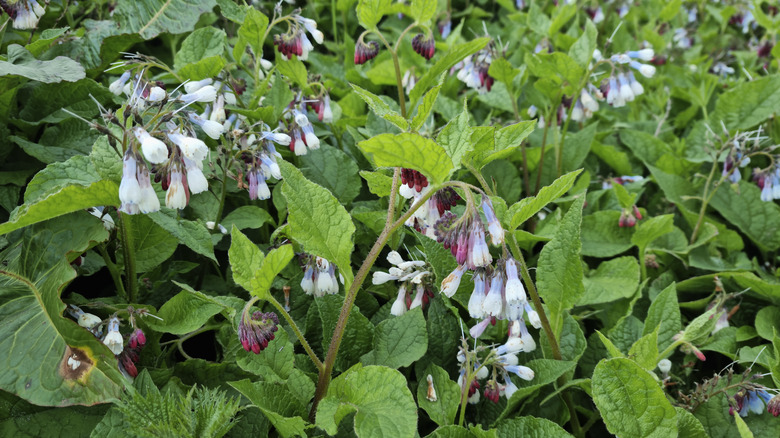 Comfrey blooms in a garden.