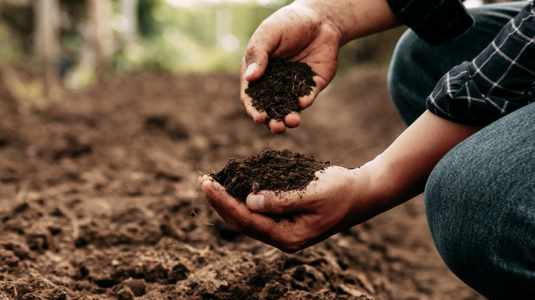 Hands hold rich and healthy soil.