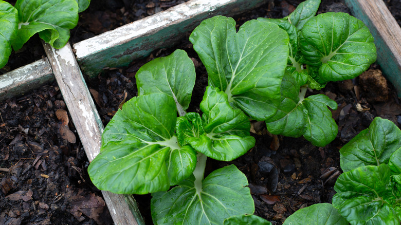 Bok choy plants thrive in a raised bed.