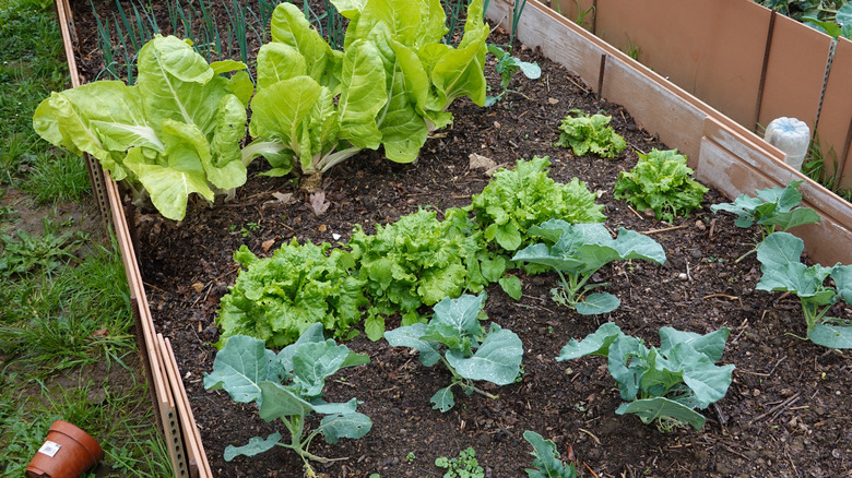 A variety of leafy greens grow in a raised garden bed.