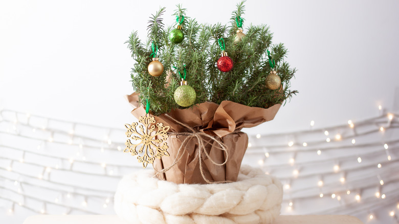Colorful ball ornaments hang from a rosemary bush.