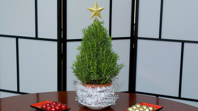 Mini rosemary busy decorated with a star like a Christmas tree.
