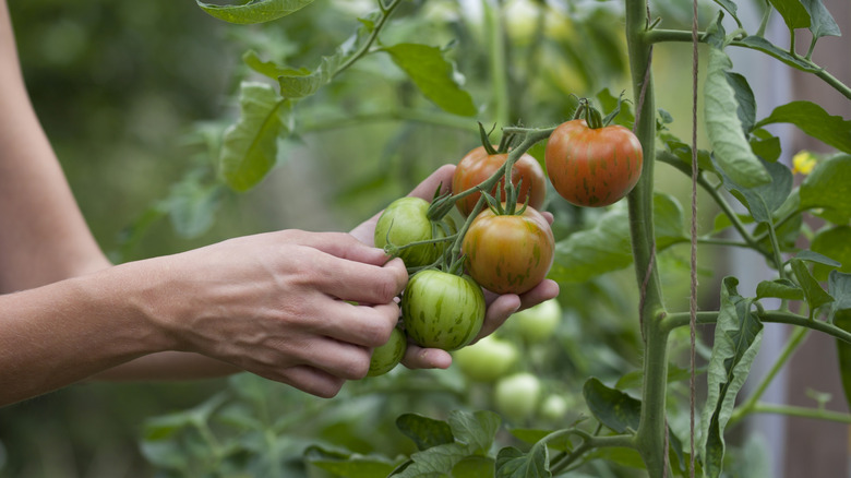A gardener's hands tending ripening tomatoes on a green plant