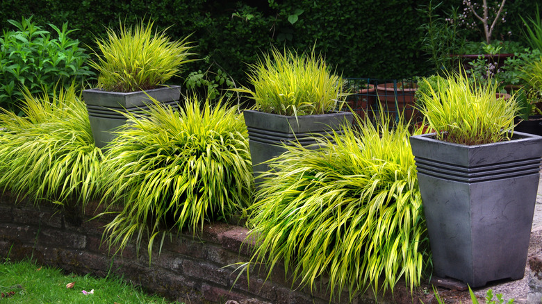 A long line of hakone grass grows in a woodland garden.
