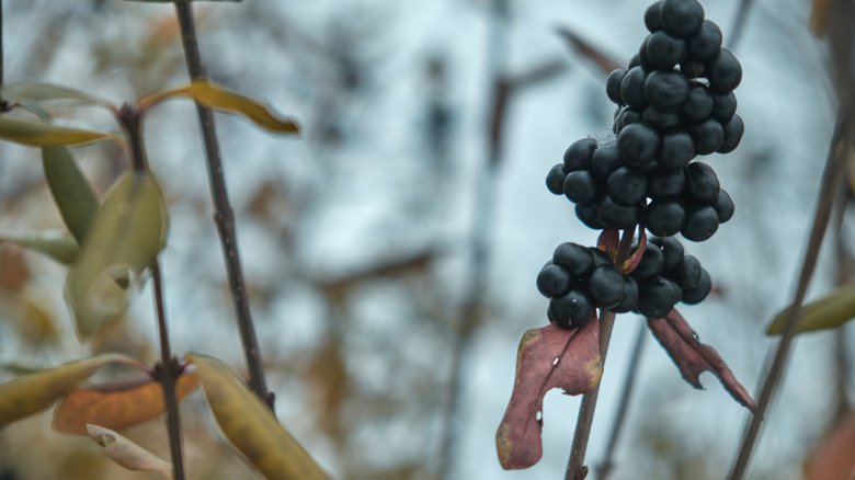 Black chokeberries cling to a plant in winter.