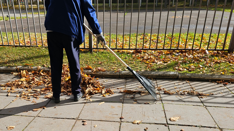 A person rakes leaves near fence.