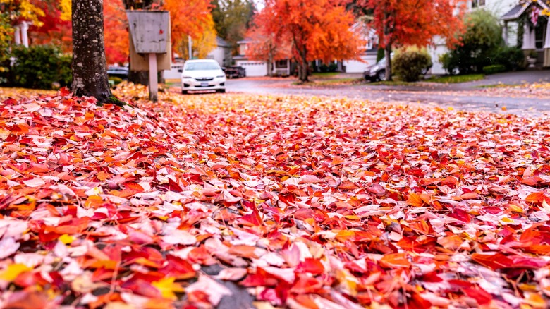 Red leaves cover a yard and part of a residential street.