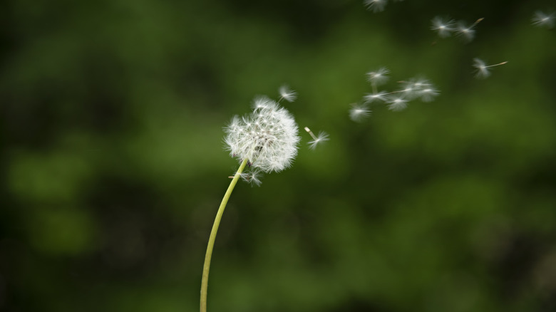 A dandelion in its white puff form blowing away in the wind