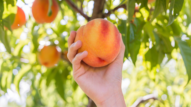 A hand reaches out to grab a peach off of the tree