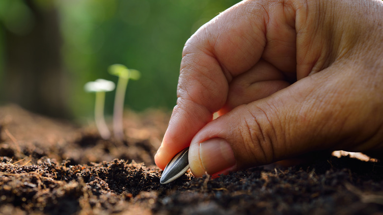 A gardener direct sows sunflower seeds.
