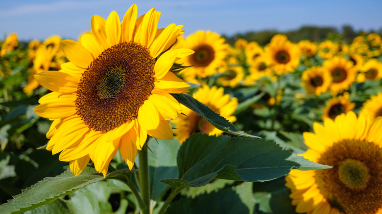 Sunflowers bloom in a field.