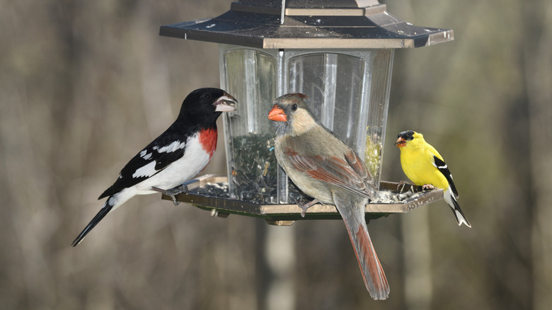A grosbeak, female cardinal, and goldfinch all eat black oil sunflowers at the feeder.