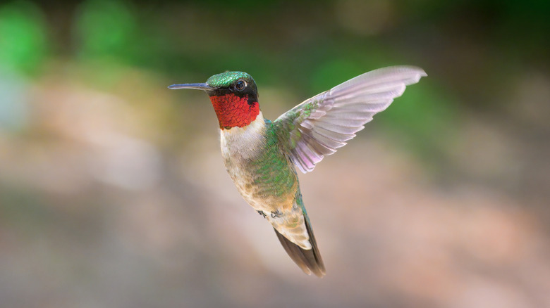 Red-throated male hummingbird flies.