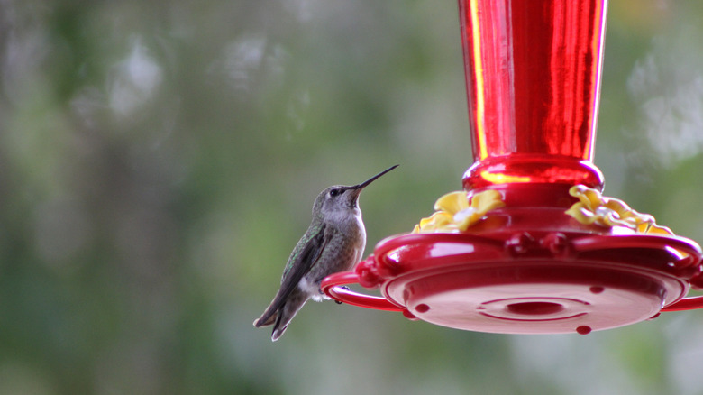 An Anna's hummingbird sits on a feeder.
