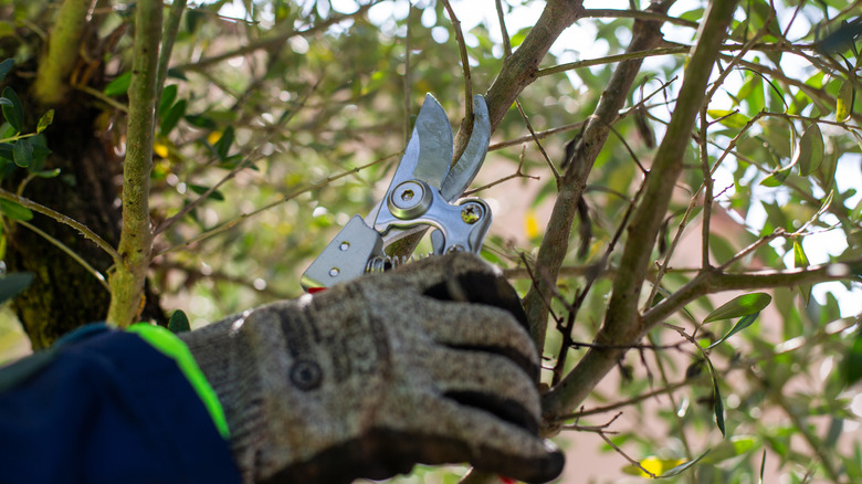 A gloved hand hold a pair of pruners and trims a small branch.