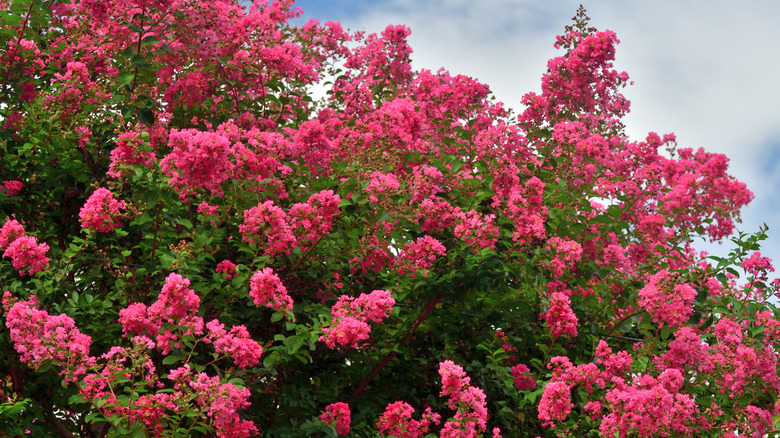 A flowering crepe myrtle tree near a home.