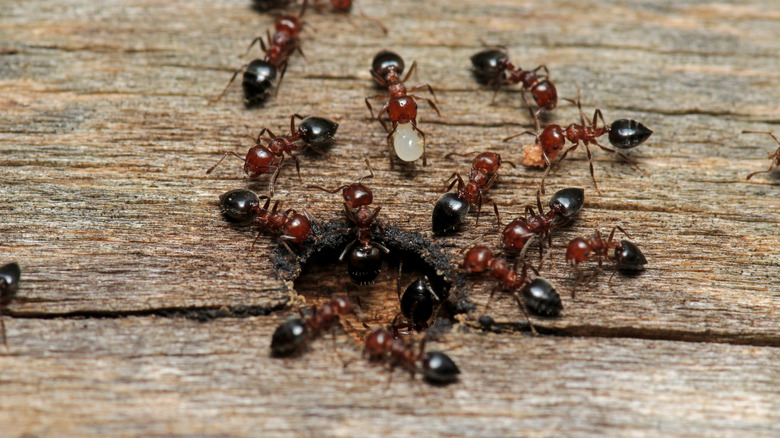 Macro shot of red and black carpenter ants and larvae around a hole in wood
