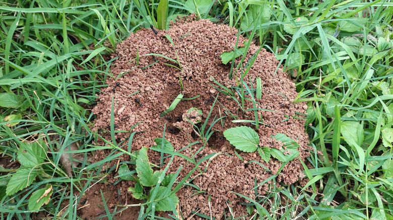 A brown anthill made of soil nestled in green grass