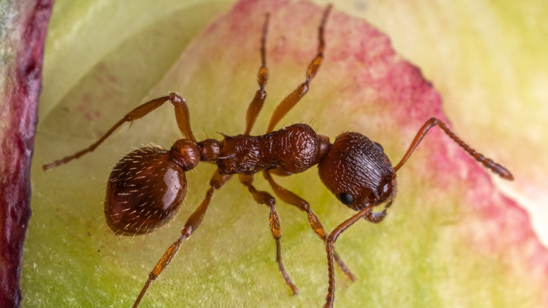 Macro shot of a red imported fire ant