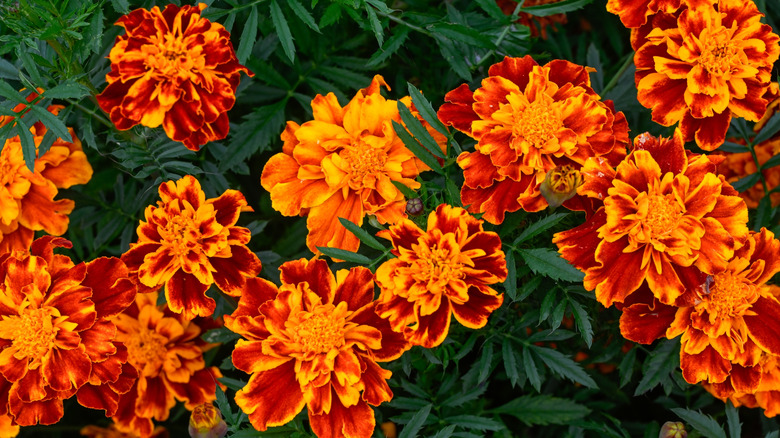 French marigolds bloom in a garden.